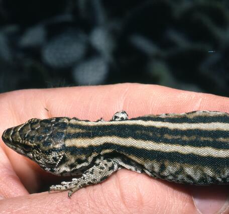 A striped island night lizard, with black stripes and mottling on white.