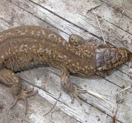 A tan colored island night lizard, with two lines of white mottling along the top of its body