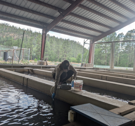 Researcher using a tube to collect a water sample from fish hatchery.