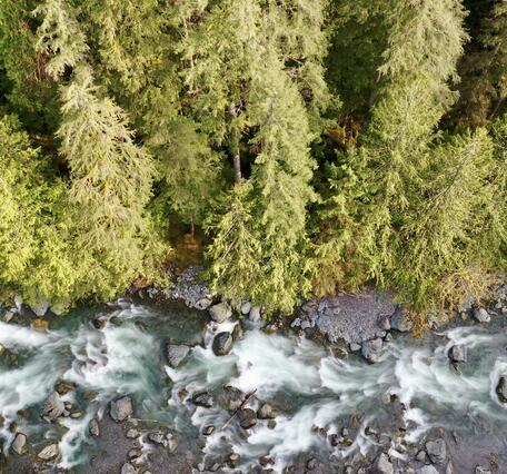 Aerial view of forested river
