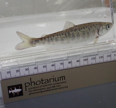 A small light colored fish with dark spots on its side in a clear plastic container with a ruler underneath the container