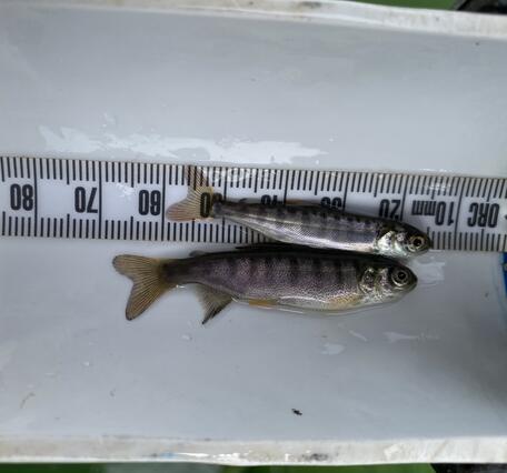 juvenile Chinook and Coho salmon fish next to a ruler