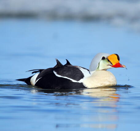 Black and white duck with a red bill and orange patch on the face.