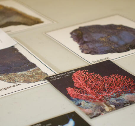 Pictures of coral on a table.