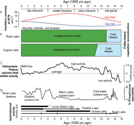 Lodgepole pine always dominated in Lower Geyser Basin despite climate fluctuations over the past 15,000 years