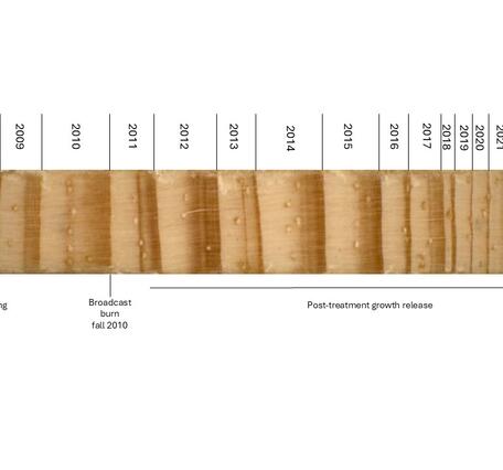 a timeline labels different years of tree ring growth next to a photo of tree ring cores