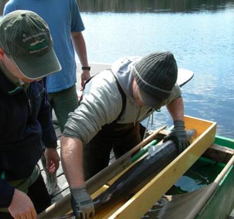 Anglers and partners measure lake sturgeon in South Dakota