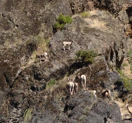 Lambs and yews on cliffside near the Salmon River