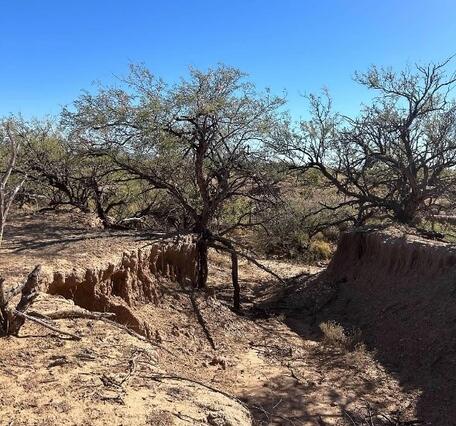 Figure 2. Photographs around the Santa Margarita Ranch including, a) USGS scientists investigating vertical-walled crack from degraded earthen berm; b) vibrant desert landscape featuring a "carpet" of golden Mexican Gold Poppies and purple Coulter's Lupine blooming among rocky soil and sparse vegetation; c) incising narrow, eroded gully or wash cutting through a dry, hilly landscape, and; d) desert arroyo (also known as a dry wash), characterized by a deep, eroded gully carved into the sandy, arid soil, wit