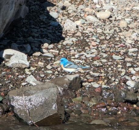 Lazuli Bunting blue bird on a rocky shore