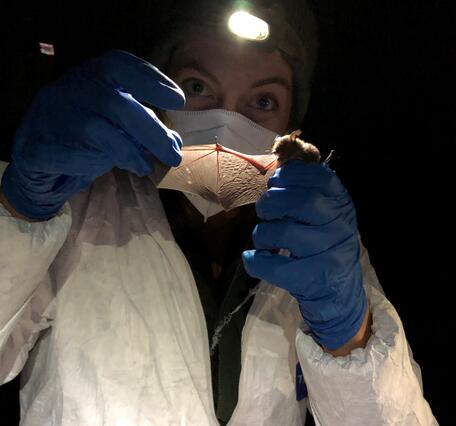 A person wearing a headlamp and protective gear holds a bat with its wing outstretched