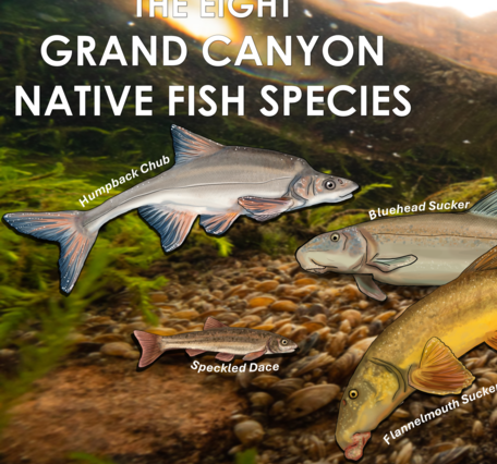 A poster with illustrations of 8 Grand Canyon native fish species