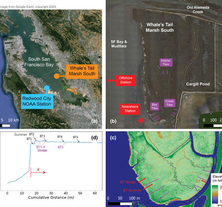 Figure showing locations of the Whales Tail marsh complex and nearby tide gauge within south San Francisco Bay