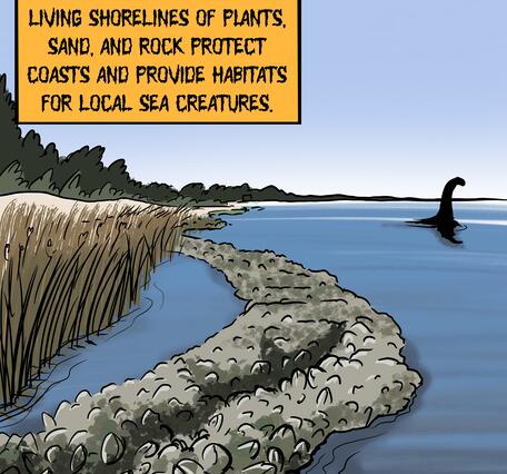 An illustration of a living shoreline showing forests, sand dunes, grassy marshes, an oyster reef, and a sea monster.