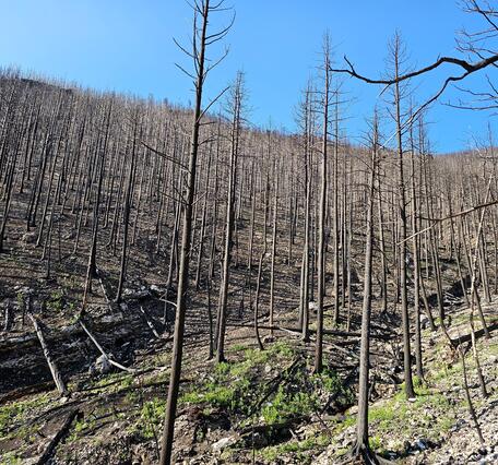 burned trees on hillslope above channel