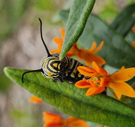 A Monarch caterpillar climbing on a butterfly milkweed flower.