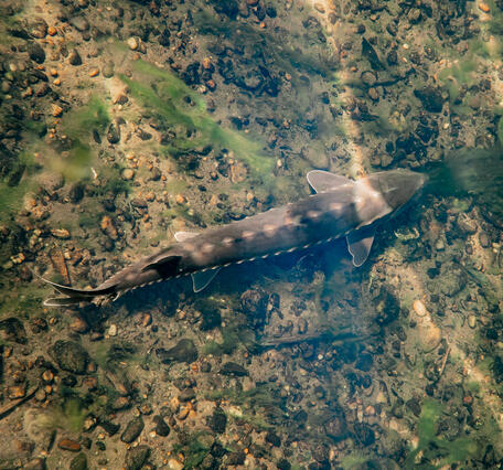 A river shortnose sturgeon swimming