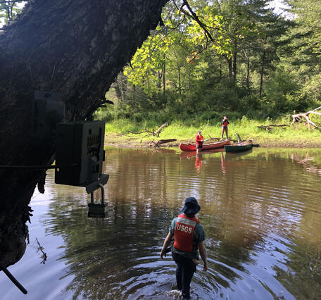 Researchers with the Massachusetts Cooperative Fish and Wildlife Research Unit set trail cameras. 