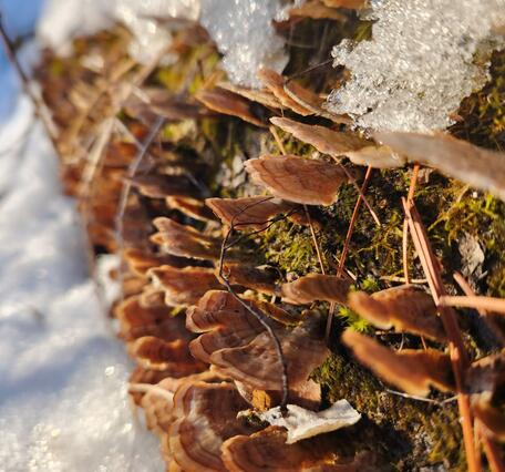 Turkey tail mushroom in Massachusetts