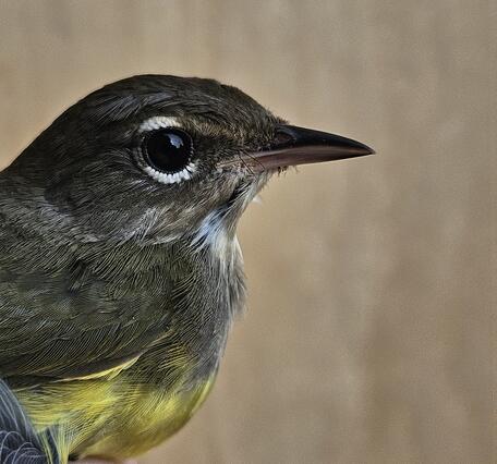 close-up of a bird in the hand with a brown body and large white eye-arcs