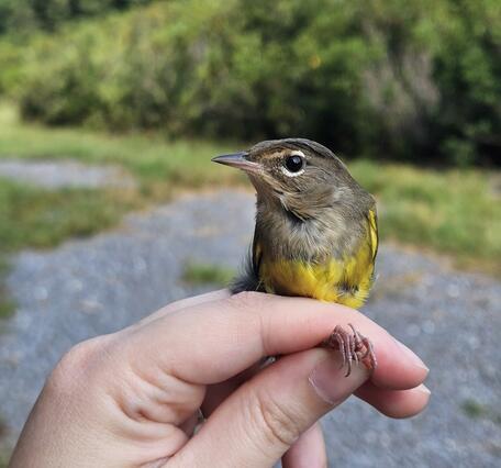 a small bird held gently in the hand with shrubby vegetation in the background