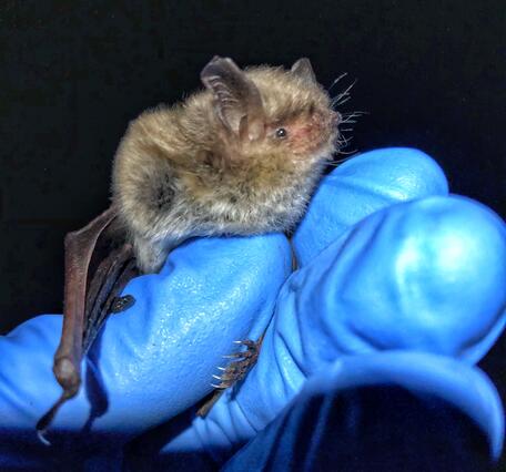A gloved hand holds a small bat to show its head and body