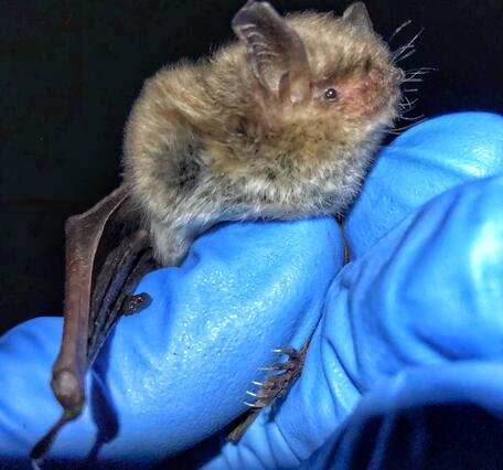 A gloved hand holds a small bat to show its head and body