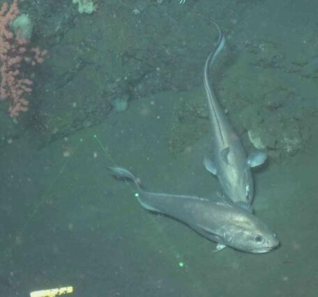 Two long-tailed silver fish rest at the bottom of the ocean