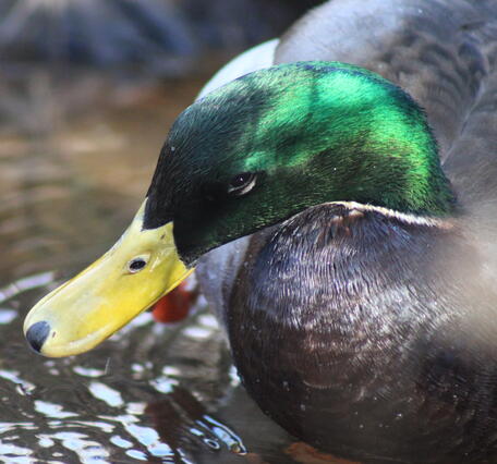 mallard duck with yellow bill, green head, and grey black feathers, on water