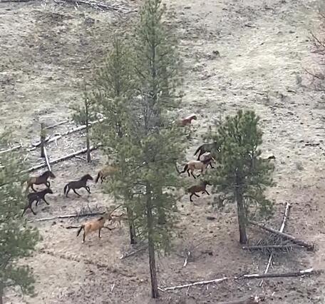 a group of horses running through tall trees and brown grasses