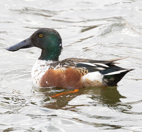 A brown, white and green duck swimming