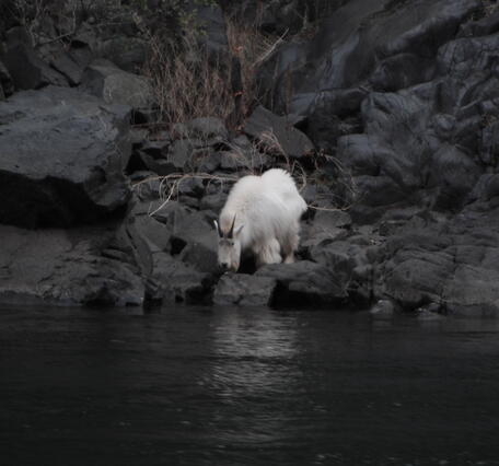  mountain goat in the upper reach Snake River below Hells Canyon dam and Seven Devils mountains drinking water