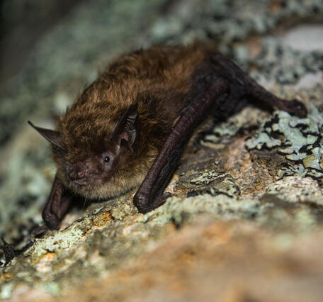 close-up of a brown bat on lichens on a tree trunk