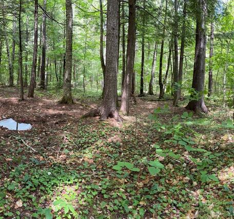 A panoramic image of someone in a bright red shirt taking soil samples in a forest. 