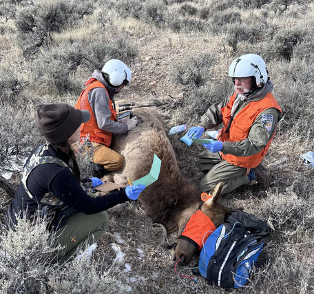 A cow elk is sedated for sample collection and surrounded by three researchers in Nevada.