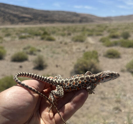A female long-nosed leopard lizard in Nevada held by a researcher. 