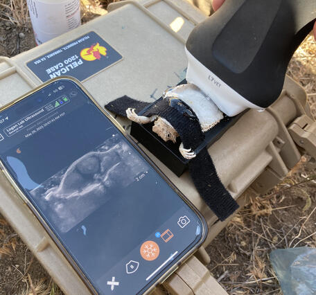 A gravid female desert horned lizard getting an ultrasound to count eggs. 