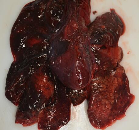 Emaciation with serous atrophy of fat in a Northern Sea Otter 