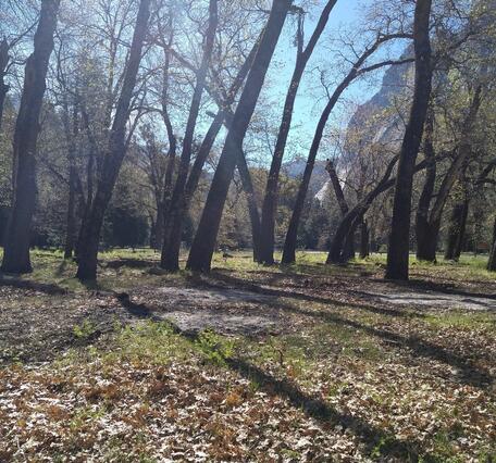OAK GROVE AND FALLEN LEAVES ON A SUNNY DAY