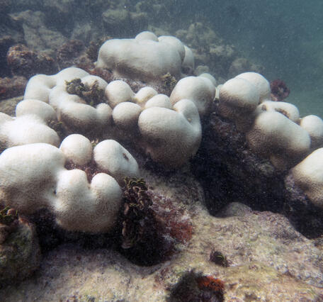 Orbicella annularis bleaching during 2026 marine heatwave in the Florida Keys