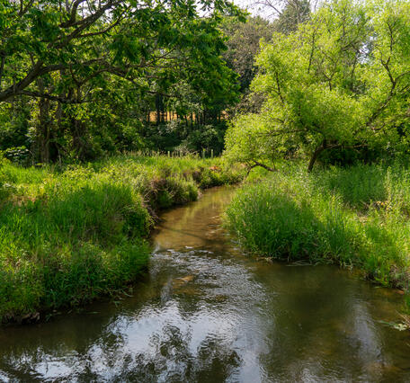 Riparian Assessment in Orson, Pennsylvania