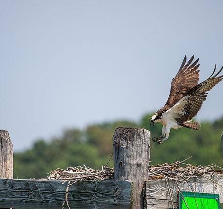 An osprey,  large brown and black bird with yellow eyes, is landing on its nest.