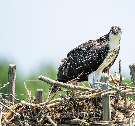 An osprey nestling, white, brown and black bird with yellow eyes sits on a nest made of sticks