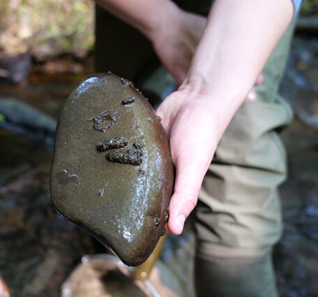 Stony larvae on stream cobble