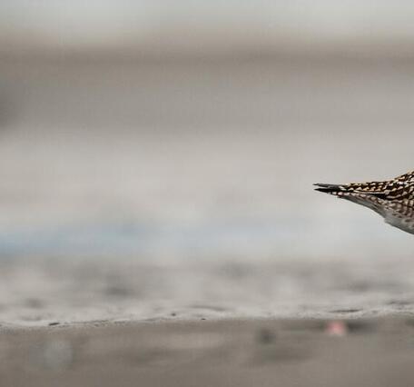 Image of Pacific Golden-Plover
