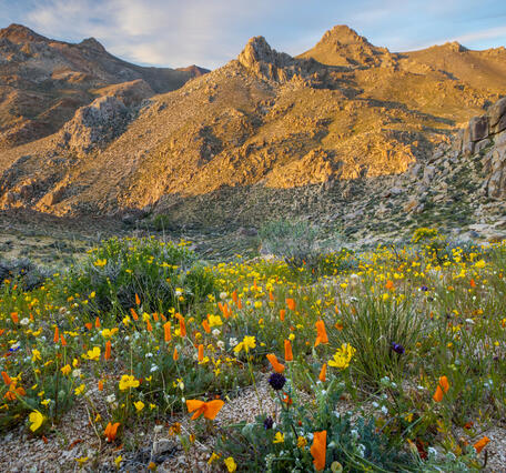field of wildflowers in the foreground, with brown mountains and blue sky in the background