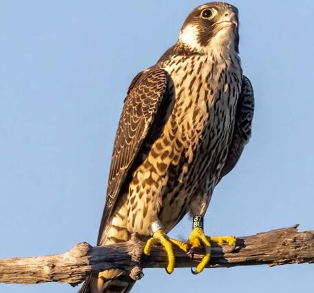 A Peregrine Falcon (band# 1266-00837, color marker 87/BU Silver on Black/Green) sitting on a branch. Plymouth County, MA.