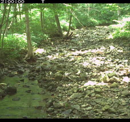 A woodland stream bed with isolated pools