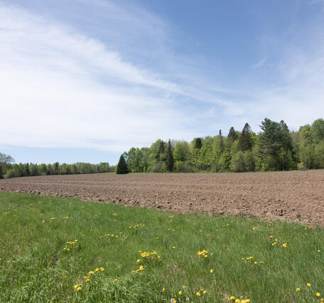 Tilled field with forest in background