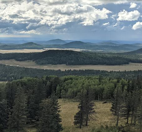 landscape with forested hills and grassy meadows under a cloudy sky; pine trees in foreground